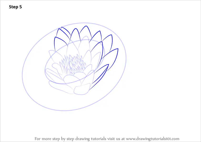 Learn How to Draw Lily Pad (Lily) Step by Step Drawing Tutorials