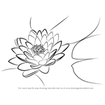 How to Draw Lily Pad printable step by step drawing sheet