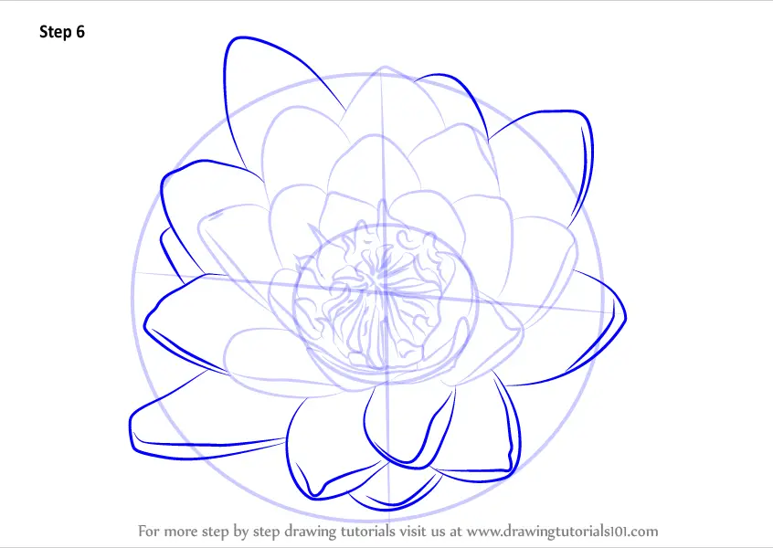 Learn How to Draw Water Lily Flower (Lily) Step by Step : Drawing Tutorials