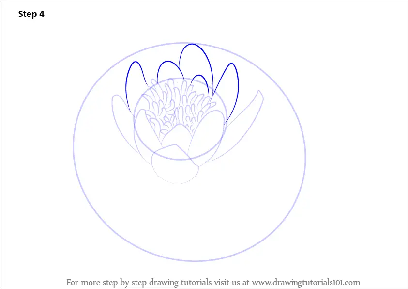 Learn How to Draw a Water Lily (Lily) Step by Step : Drawing Tutorials