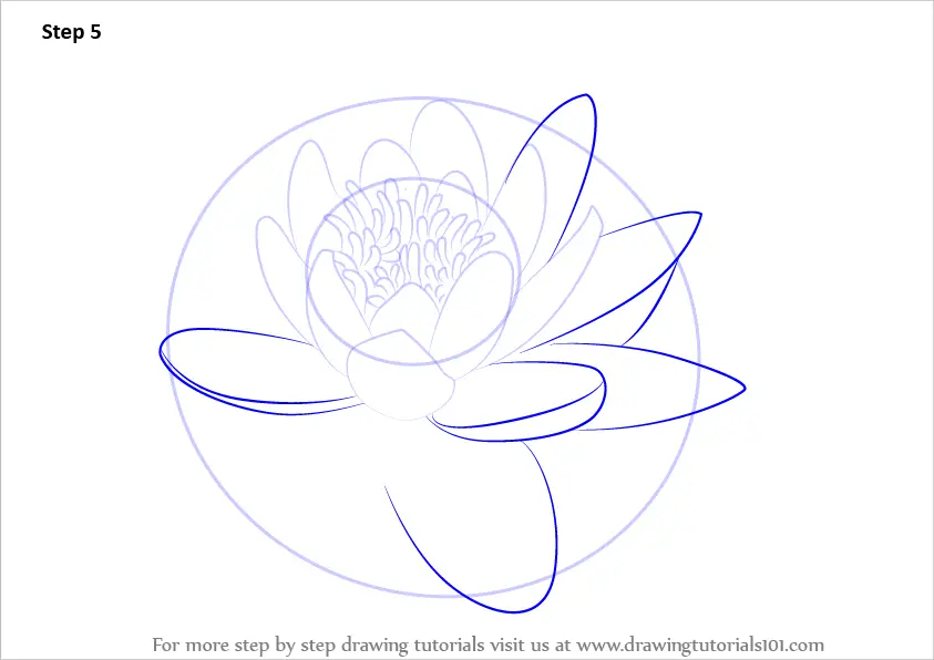 water lily drawings