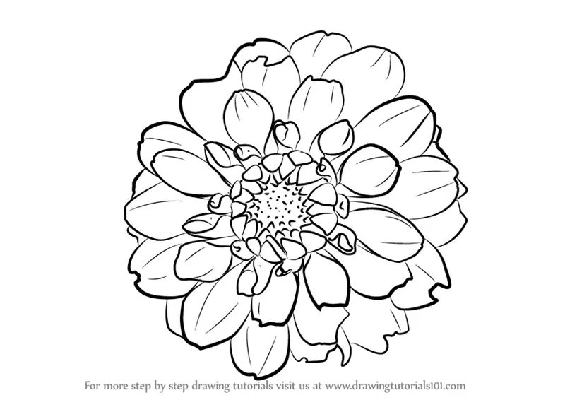 Learn How to Draw Dahlia Flower (Other Flowers) Step by Step : Drawing ...