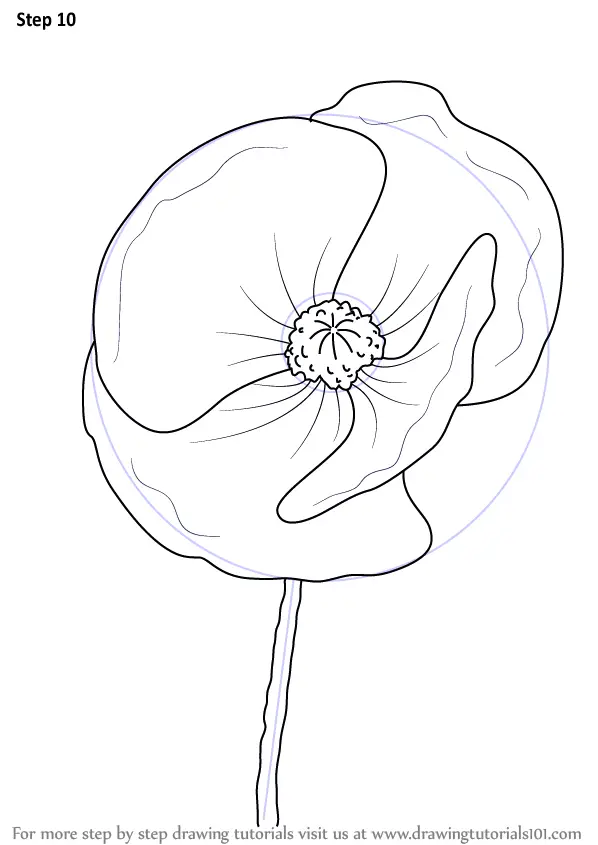 Learn How to Draw Poppy Flower (Poppy) Step by Step Drawing Tutorials