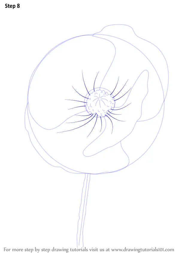 Learn How to Draw Poppy Flower (Poppy) Step by Step : Drawing Tutorials