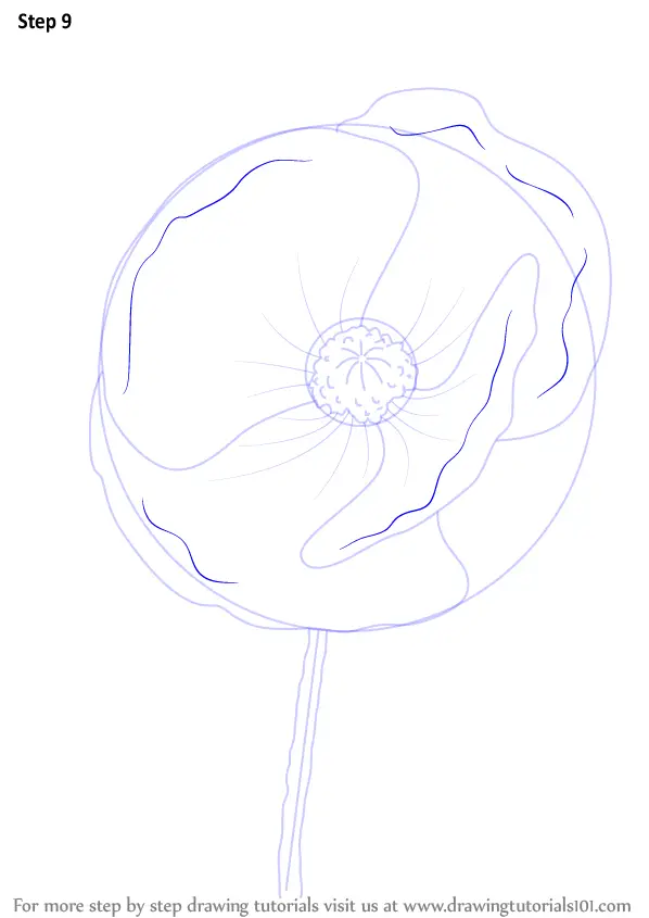 step poppy flower draw drawing tutorials learn drawingtutorials101 tutorial poppies flowers