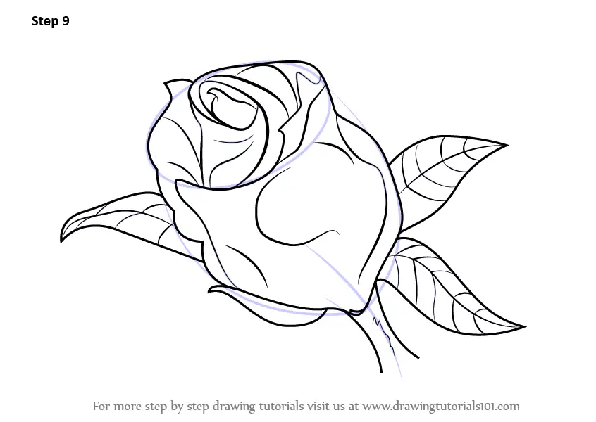 Learn How to Draw a Beautiful Rose (Rose) Step by Step : Drawing Tutorials