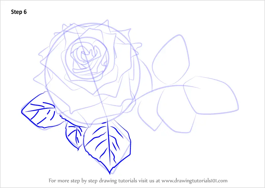 Learn How to Draw Red Rose (Rose) Step by Step : Drawing Tutorials