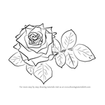 How to Draw Red Rose