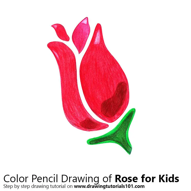 Rose for Kids Color Pencil Drawing