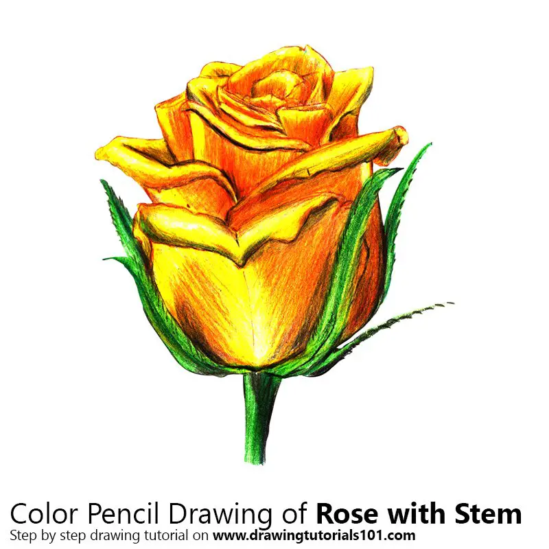 Rose with Stem Color Pencil Drawing