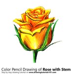 How to Draw a Rose with Stem