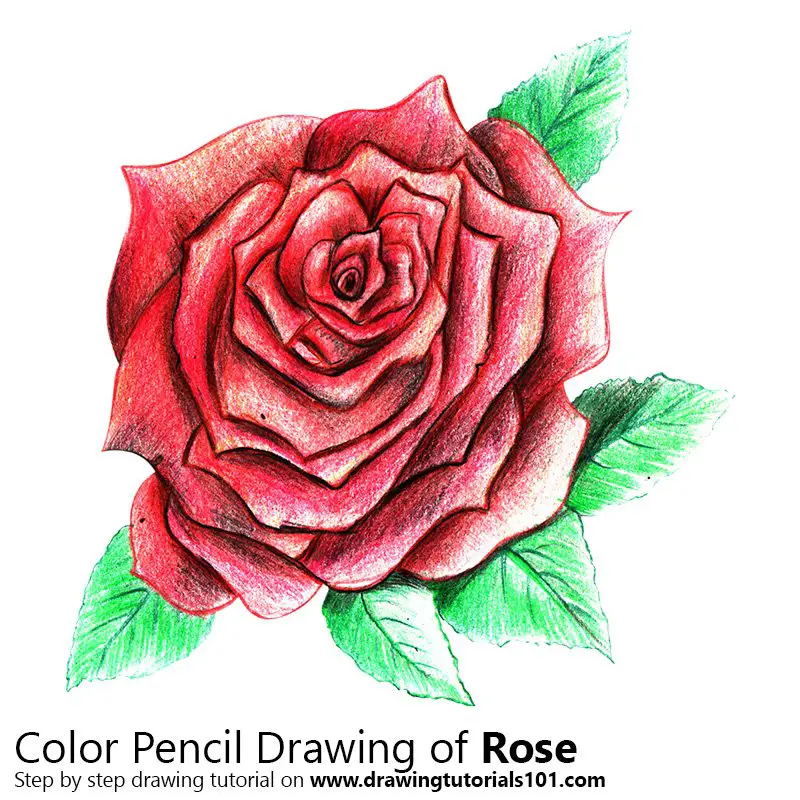 Rose Color Pencil Drawing