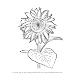 How to Draw Sunflower Plant