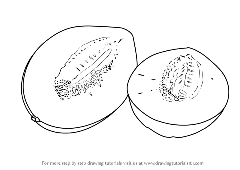 Learn How to Draw Fruit Melon (Fruits) Step by Step : Drawing Tutorials