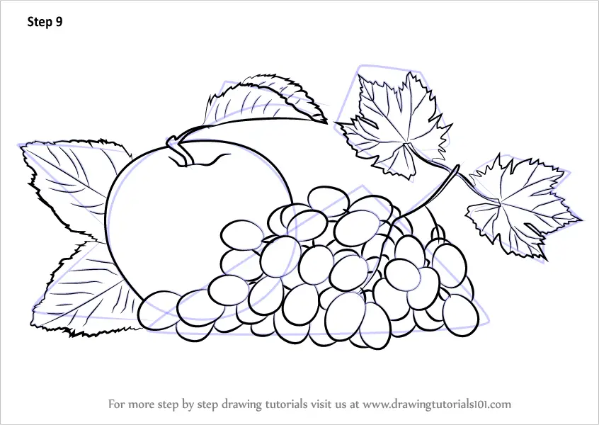 Learn How to Draw Grapes and Apple Fruits Step by Step Drawing 