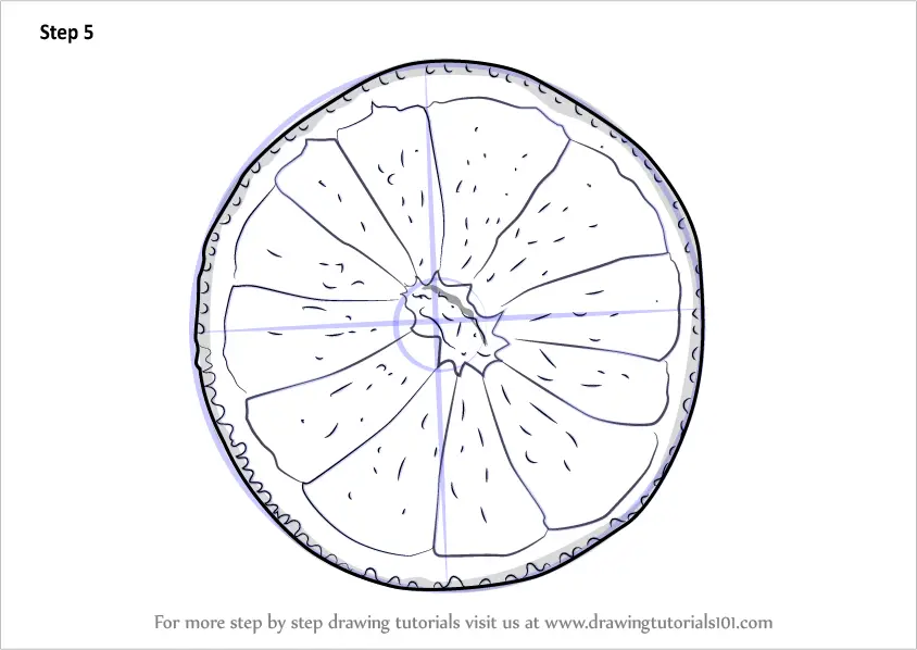 Learn How to Draw an Orange Slice (Fruits) Step by Step Drawing Tutorials