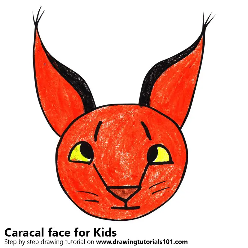 Learn How to Draw a Caracal face for Kids (Animal Faces for Kids) Step