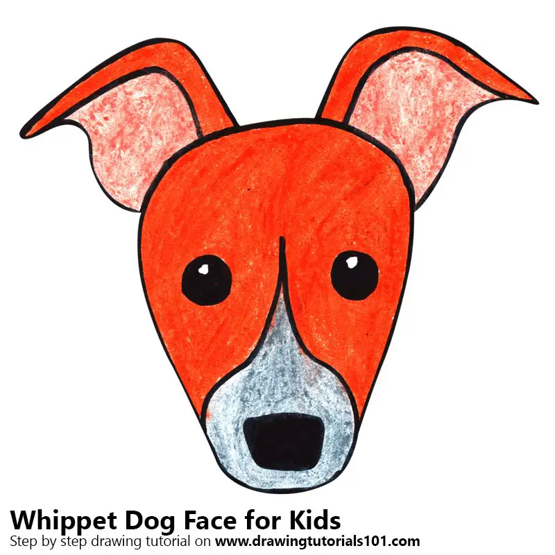 Step by Step How to Draw a Whippet Dog Face for Kids ...