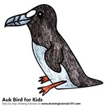 How to Draw an Auk Bird for Kids
