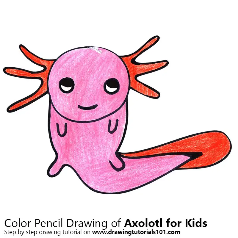 Axolotl for Kids Color Pencil Drawing