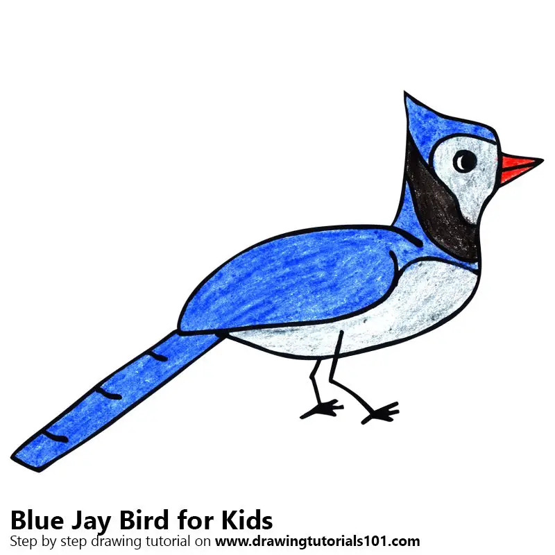 Step by Step How to Draw a Blue Jay Bird for Kids