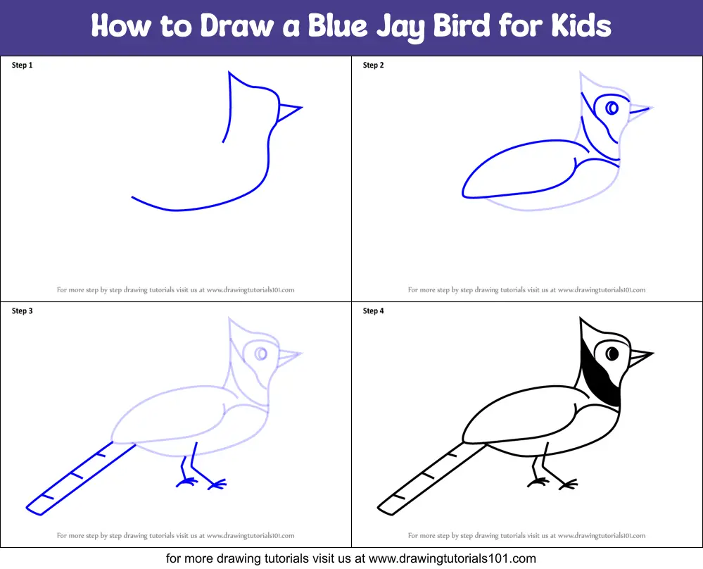 How to Draw a Blue Jay Bird for Kids printable step by step drawing