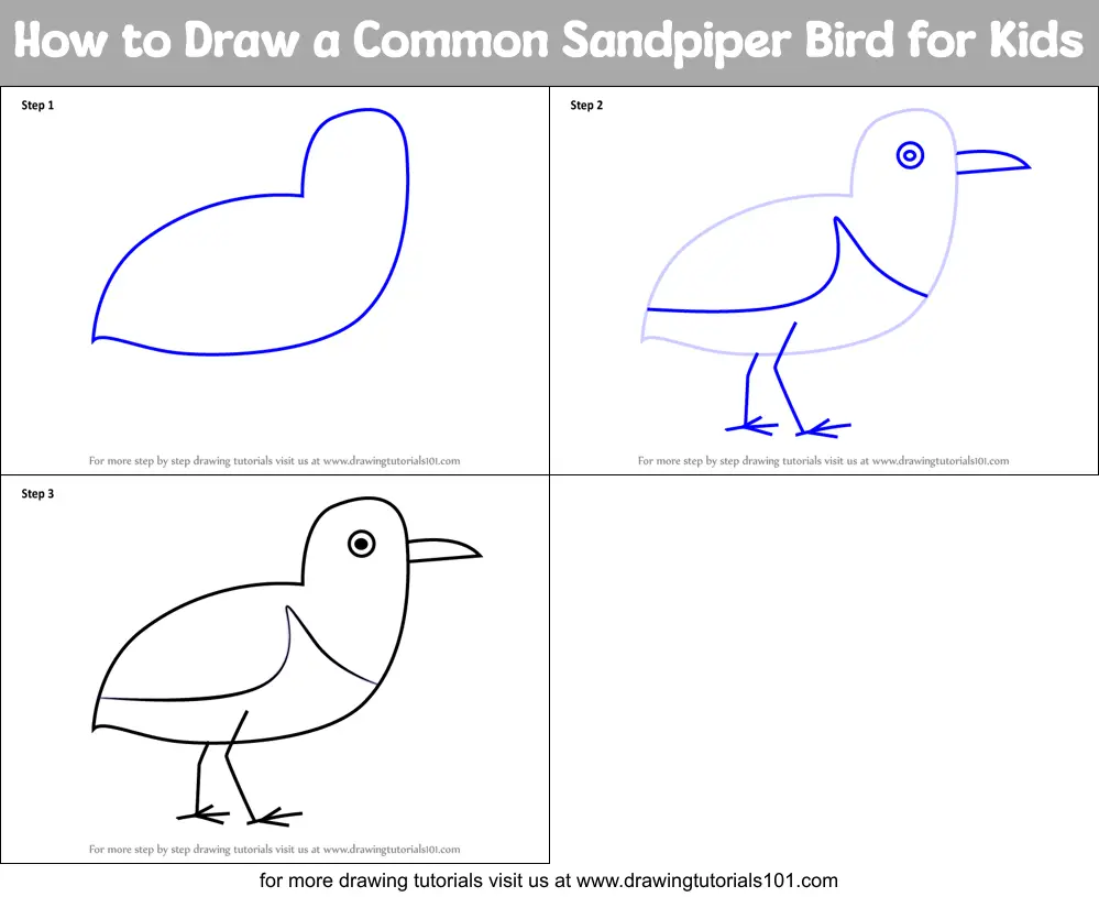 How to Draw a Common Sandpiper Bird for Kids printable step by step ...