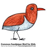 How to Draw a Common Sandpiper Bird for Kids