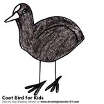 How to Draw a Coot Bird for Kids