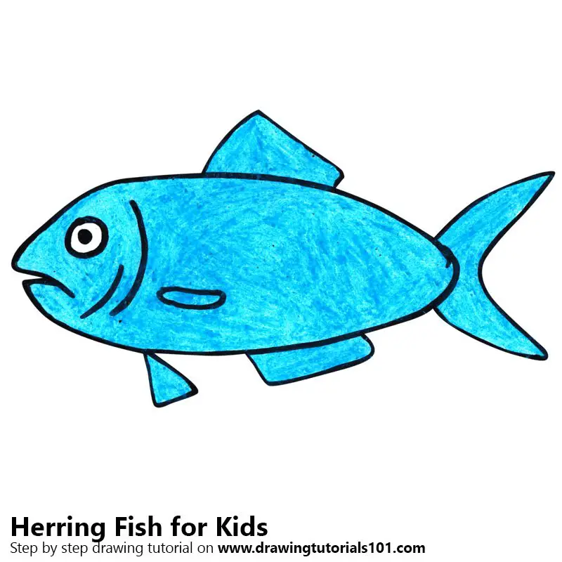 Learn How to Draw a Herring Fish for Kids (Animals for Kids) Step by