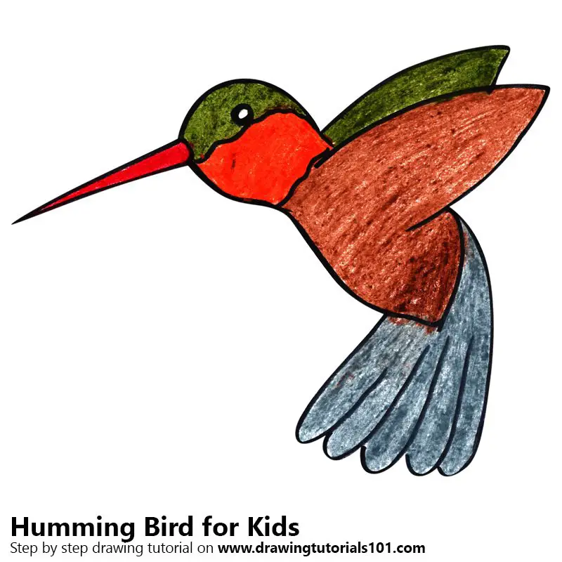 hummingbird drawing draw easy step drawings learn paintingvalley