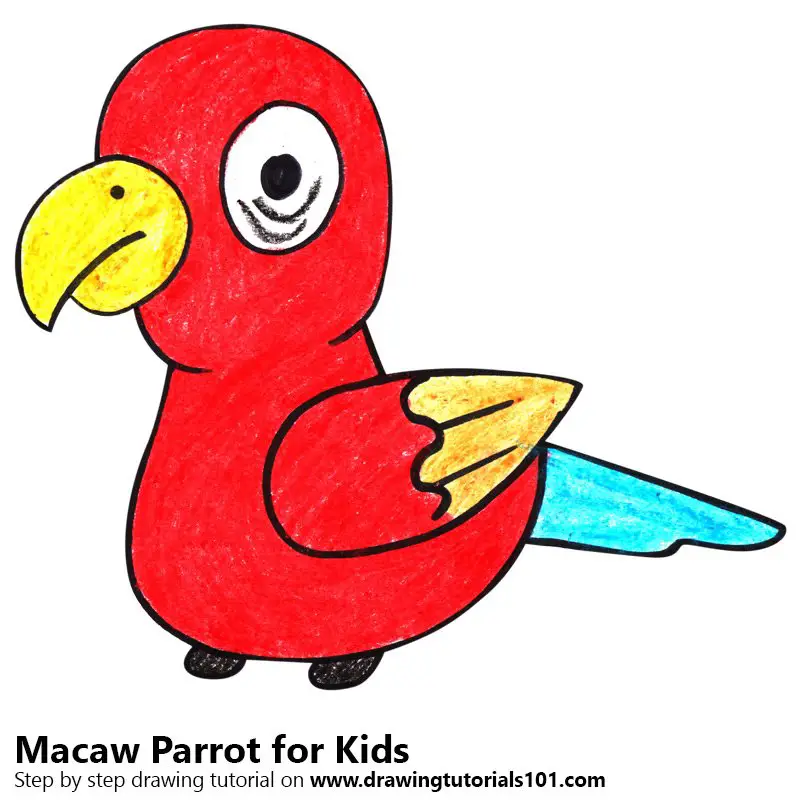 Step by Step How to Draw a Macaw Parrot for Kids : DrawingTutorials101.com