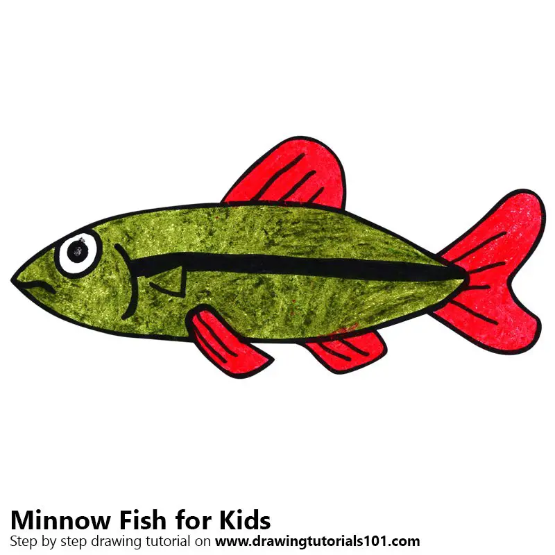 Learn How to Draw a Minnow Fish for Kids (Animals for Kids) Step by