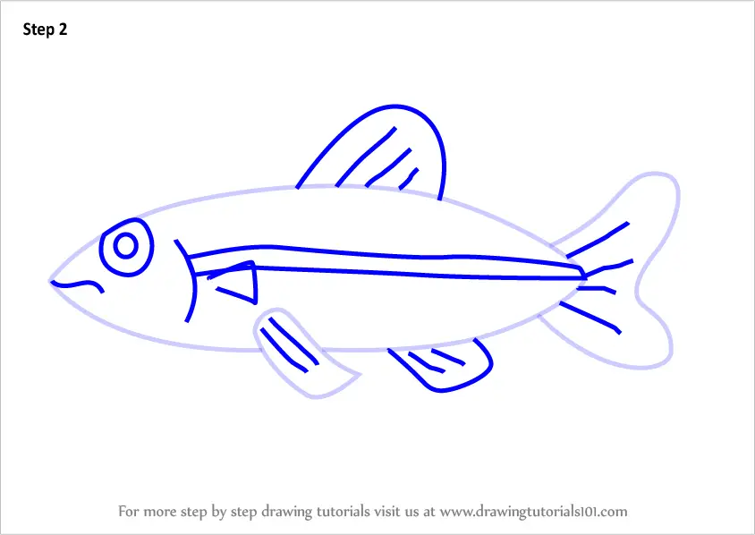 Learn How to Draw a Minnow Fish for Kids (Animals for Kids) Step by