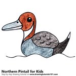 How to Draw a Northern Pintail for Kids