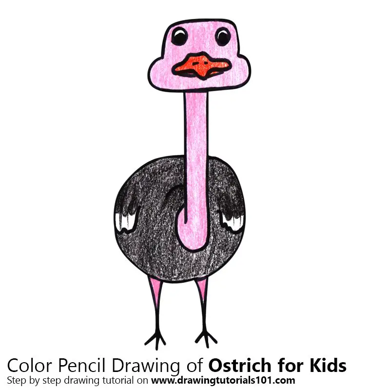 Ostrich for Kids Color Pencil Drawing