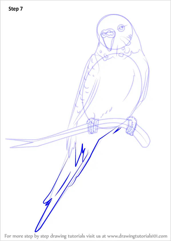 Learn How to Draw a Cartoon Parakeet (Birds for Kids) Step by Step