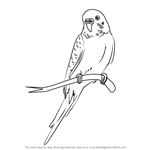 How to Draw a Cartoon Parakeet
