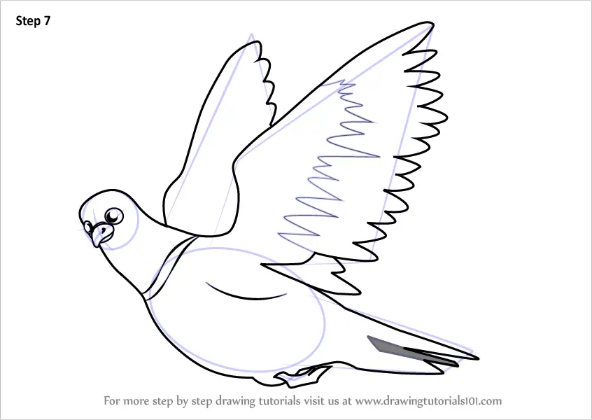 Learn How to Draw Pigeon in Flight (Birds for Kids) Step by Step : Drawing  Tutorials