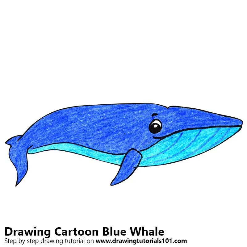 Learn How to Draw a Cartoon Blue Whale (Cartoon Animals) Step by Step :  Drawing Tutorials