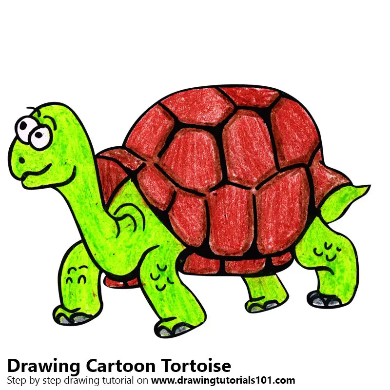 Cartoon Tortoise Colored Pencils - Drawing Cartoon Tortoise with Color  Pencils : 