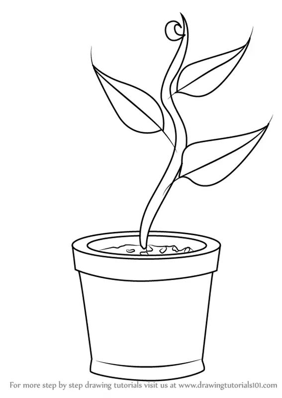 Plant in pot drawing