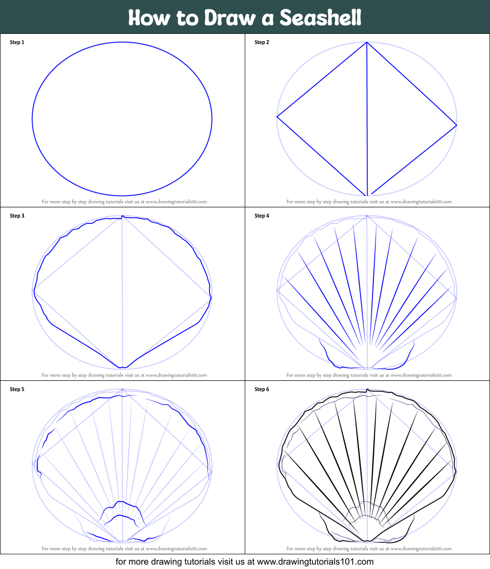 How to Draw a Seashell printable step by step drawing sheet