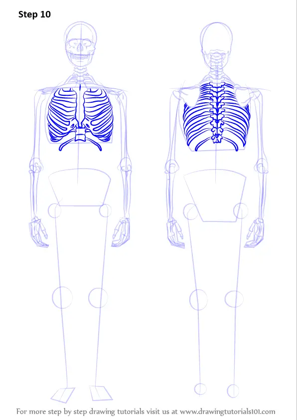 Learn How to Draw a Skeleton (Everyday Objects) Step by Step : Drawing