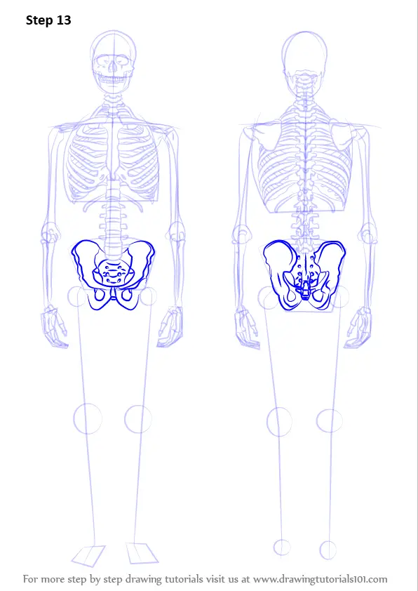 Learn How to Draw a Skeleton (Everyday Objects) Step by Step : Drawing