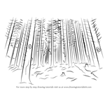 How to Draw a Forest