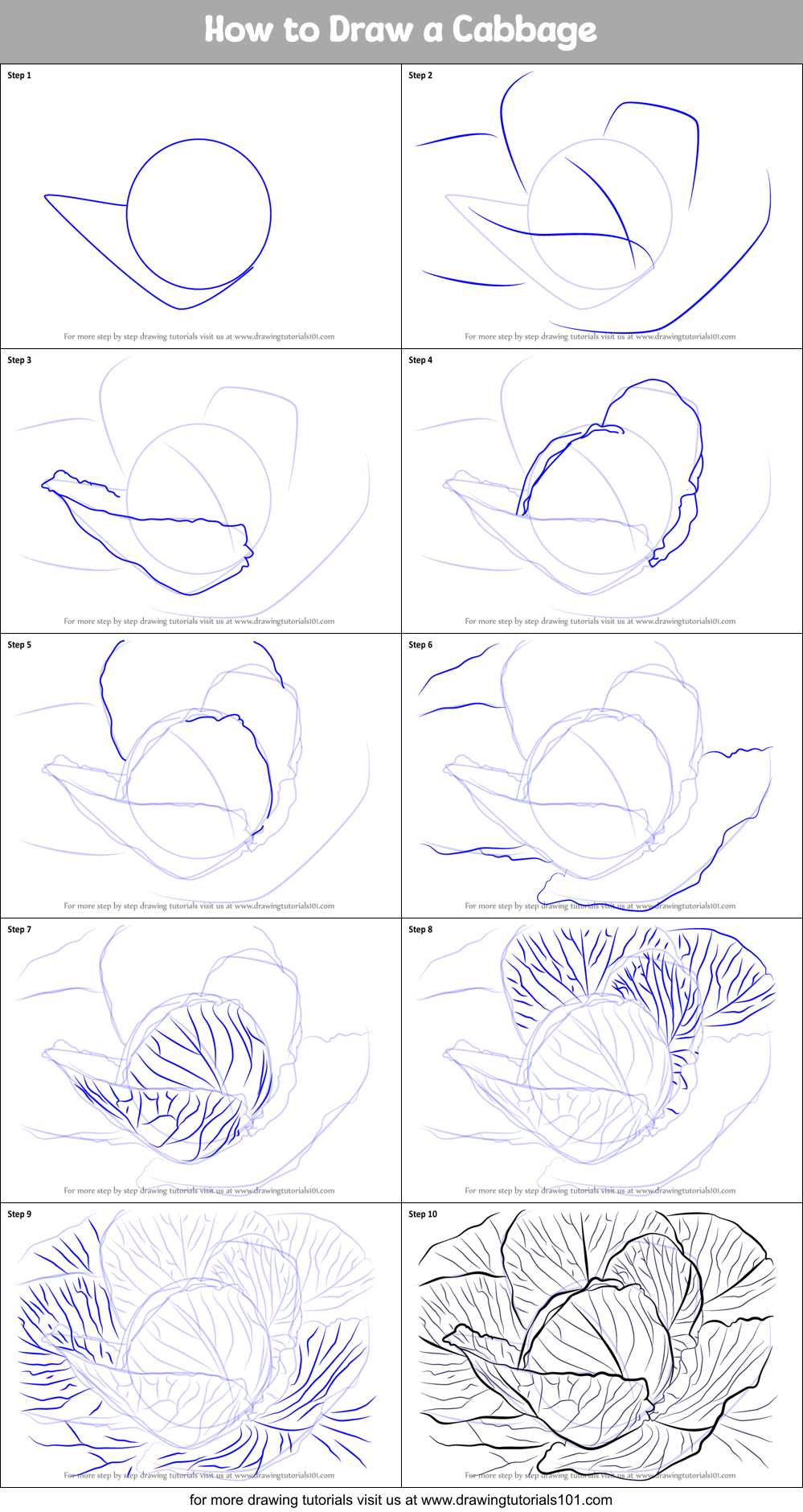 Cabbage Drawing Images  Free Download on Freepik