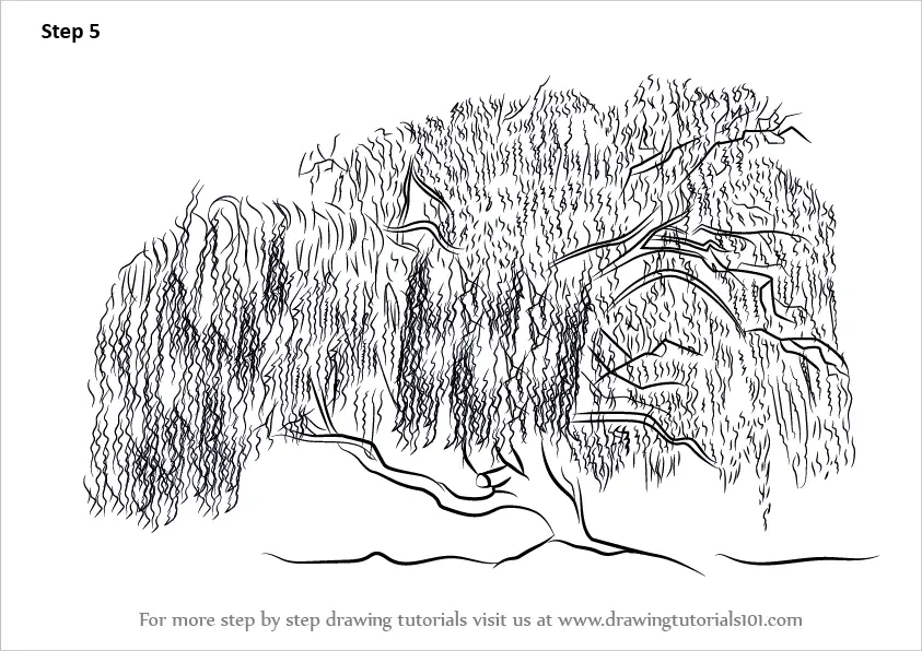 Learn How to Draw a Willow Tree (Trees) Step by Step Drawing Tutorials