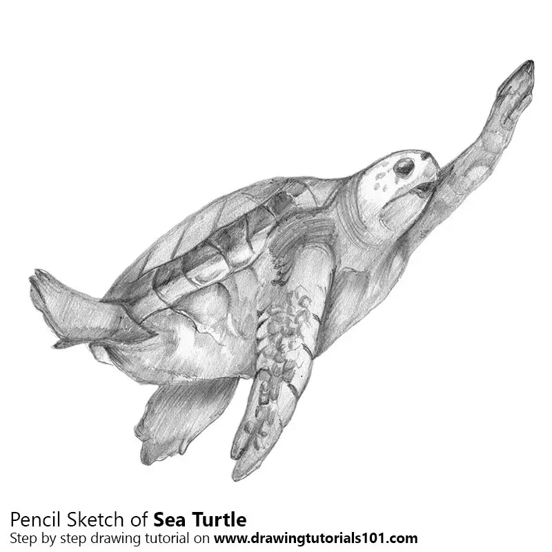Pencil Sketch of Sea Turtle from Animal Jam - Pencil Drawing